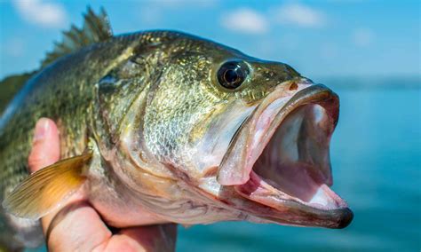 a fish|Fish .